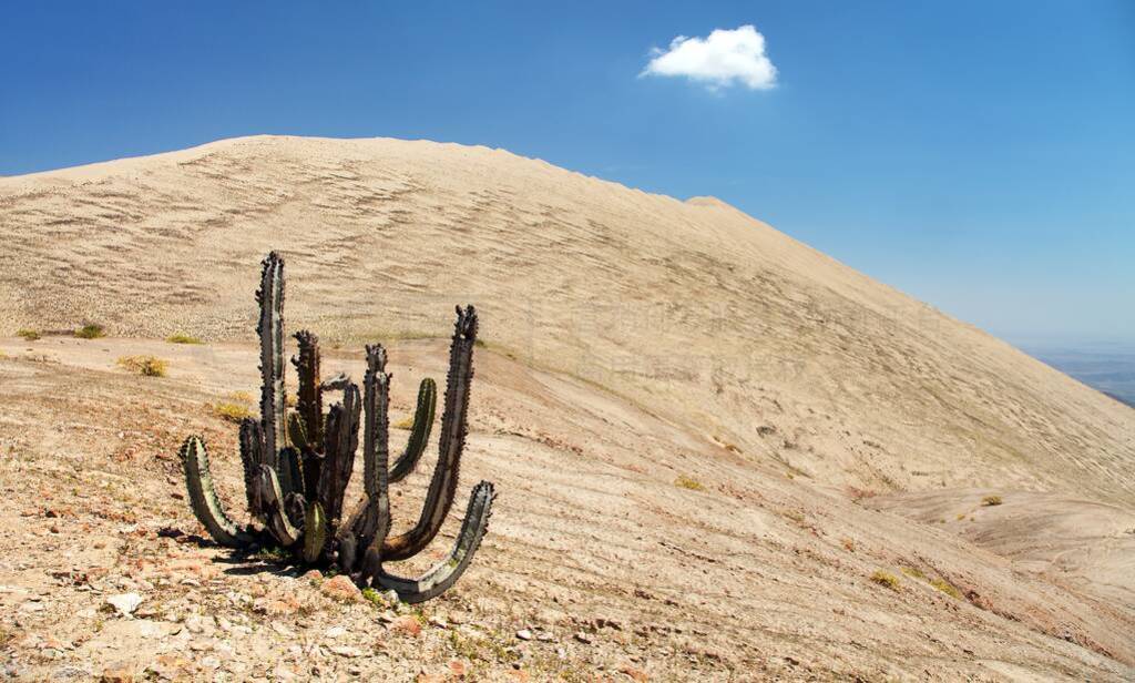 Cerro Blanco sand dune with cactus near Nasca