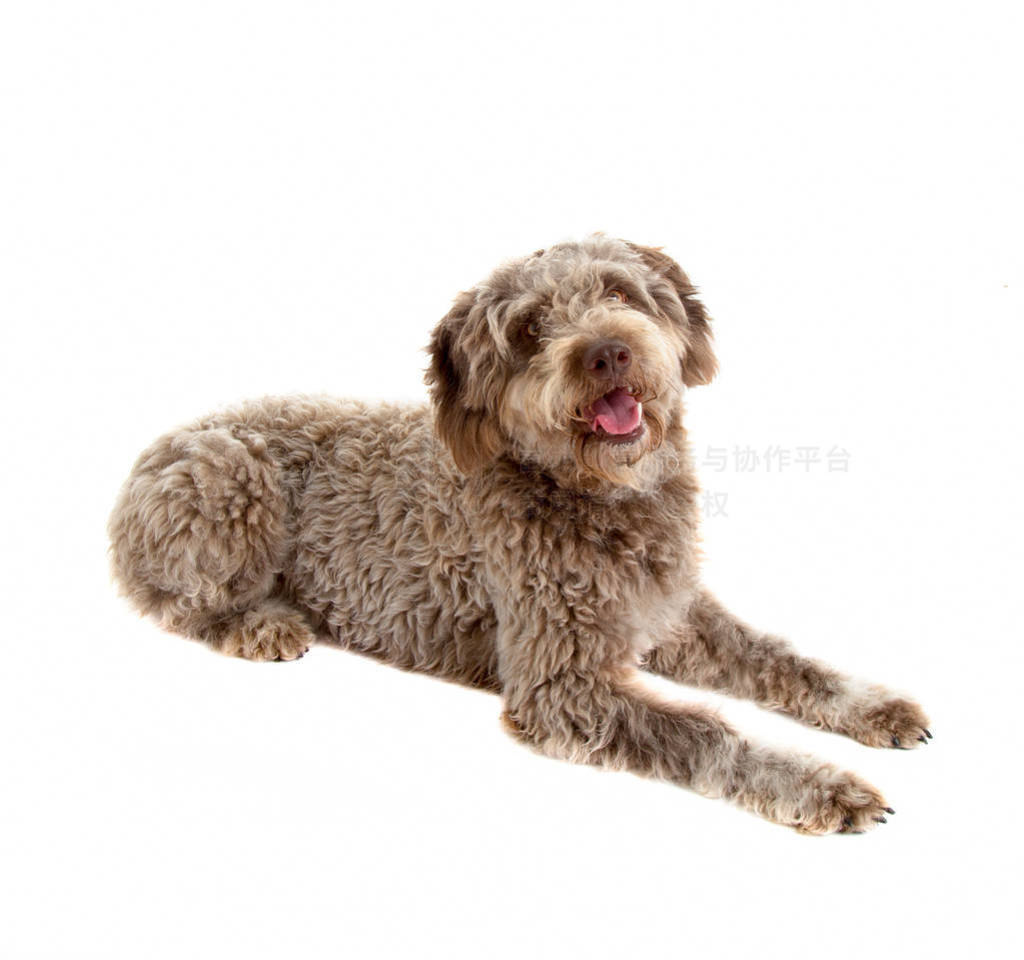 Lagotto romagnolo , Ʒڰɫ±