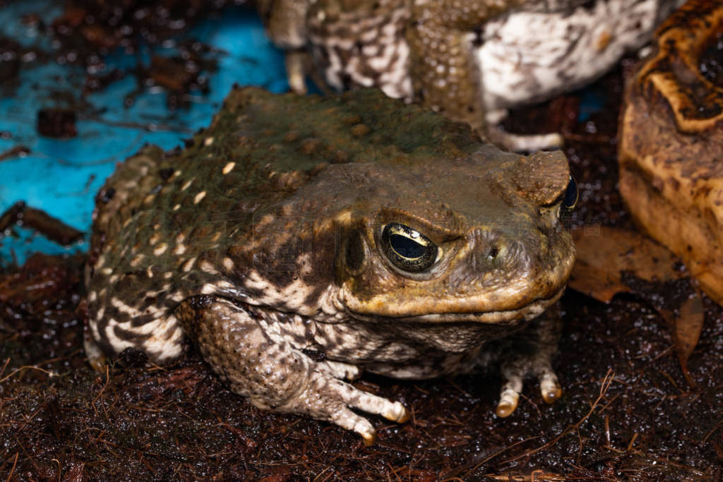 Cane Toad - Bufo marinus - also known as a giant neotropical or