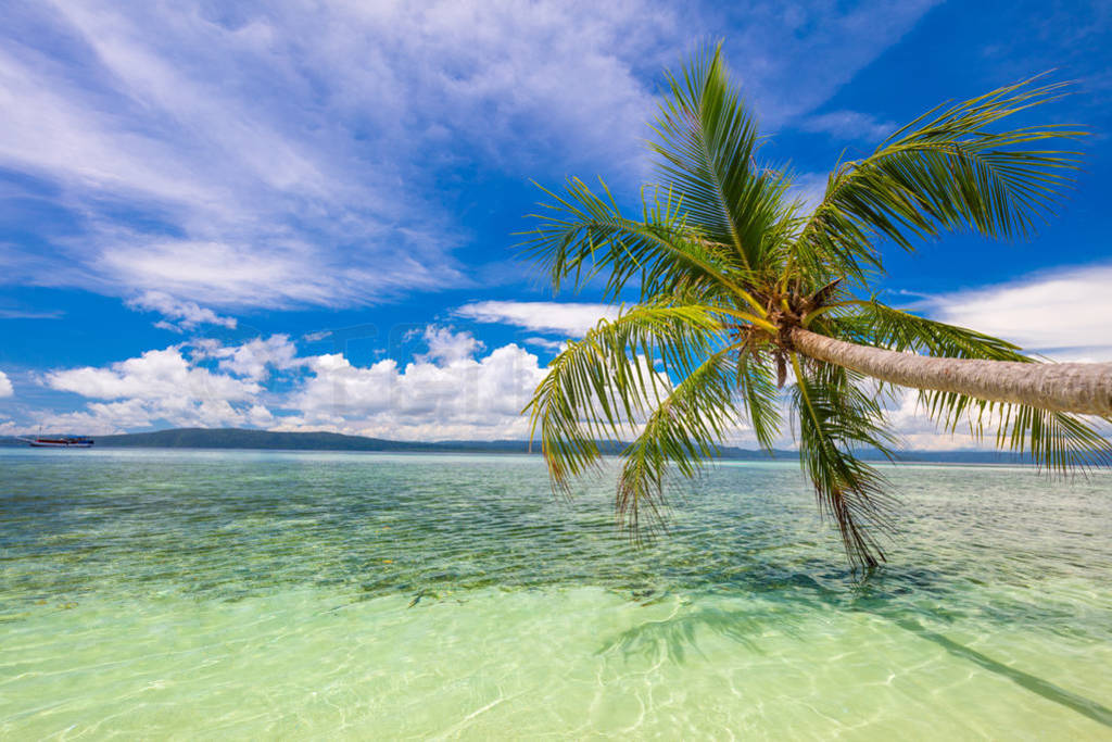 Tropical beach- calm sea surf, palm tree and blue sky - Idyllic