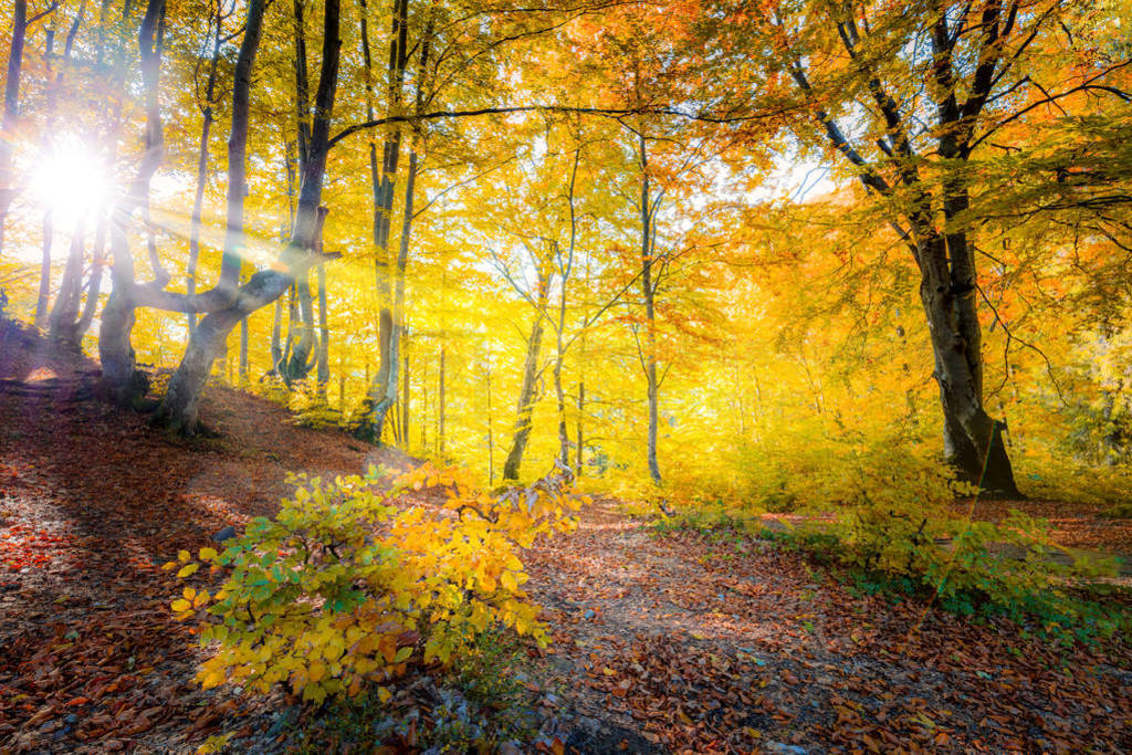 Real Sunshine in Golden Autumn forest landscape and big trees