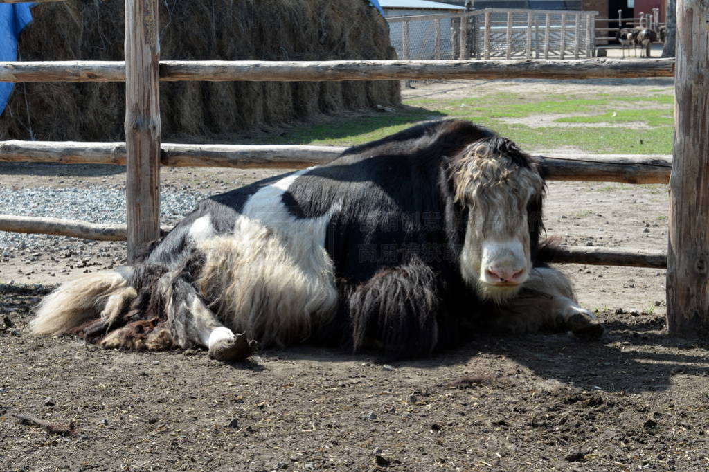 Yak at the Ostrich Ranch contact zoo in Barnaul