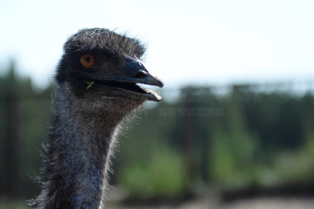 Australian Emu Ostrich at the Ostrich Ranch Contact Zoo in Barn