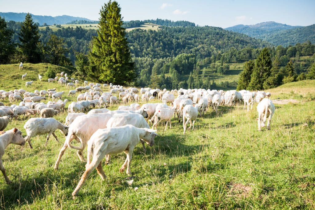  Pieniny ɽΧڵĴͳ