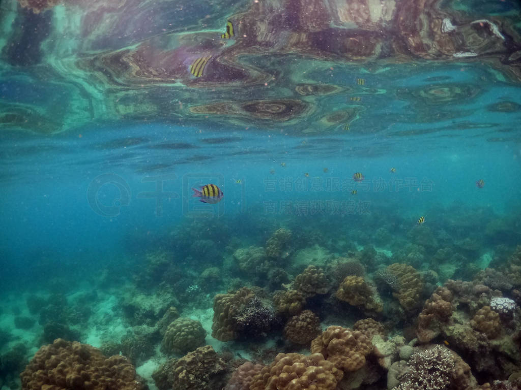 Underwater seascape of corals and algae in the ocean.