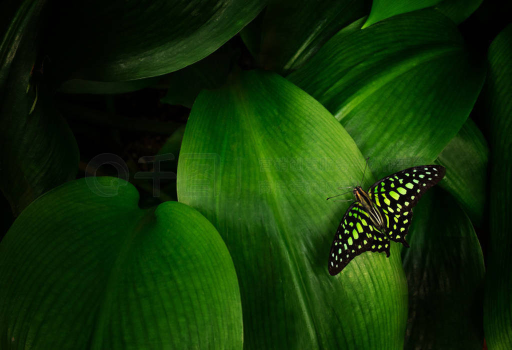 Ҷ Graphium ٤ũ