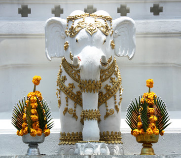 佛教大象图片图片