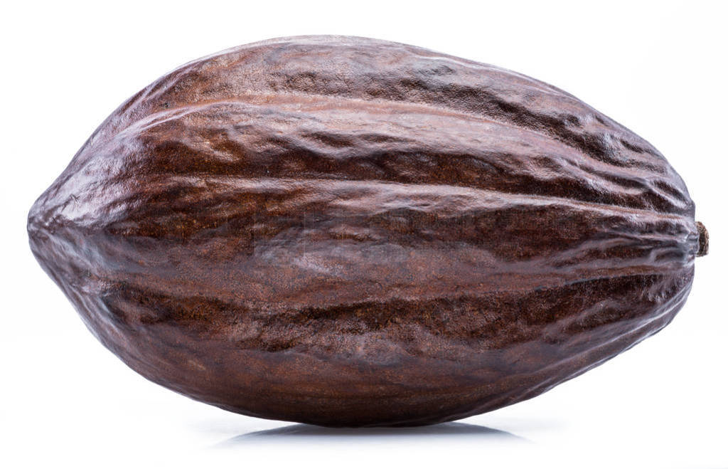 Brown cocoa pod isolated on a white background.