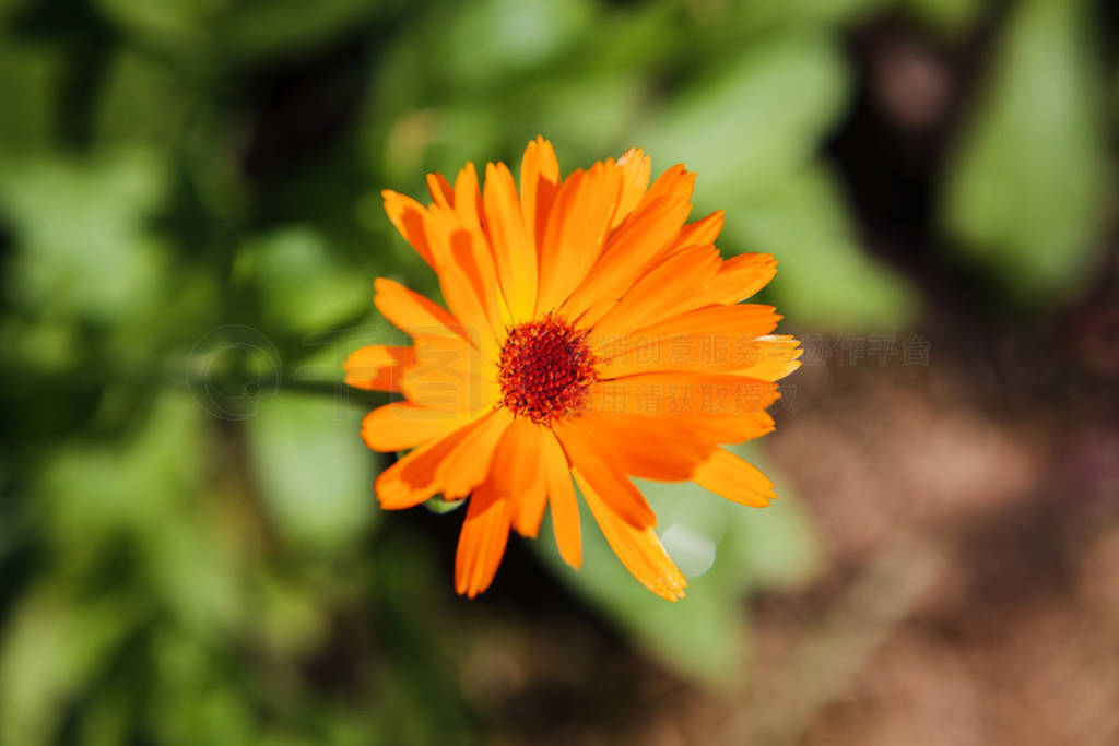 Pot marigold (Calendula officinalis)