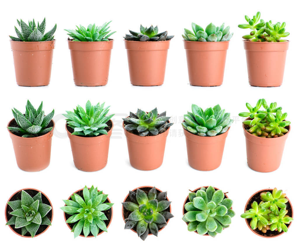 һ׵ֲ Echeveria ֲڲͬ typ