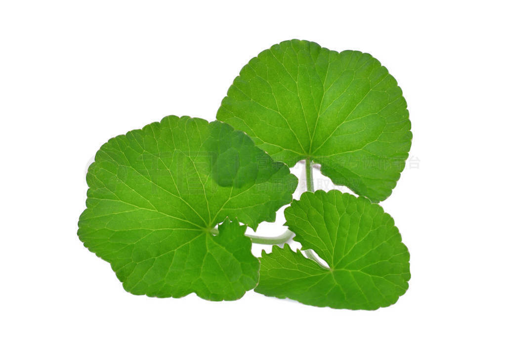 ѩҶ,  pennywort, (ѩ