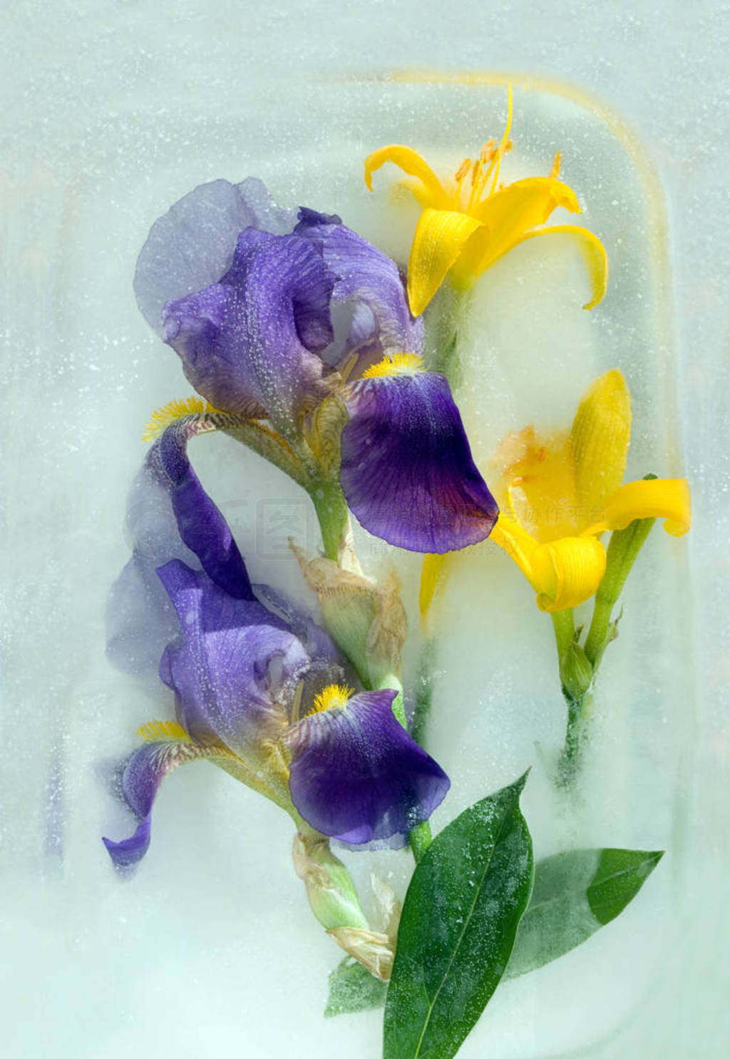 Frozen flower of iris