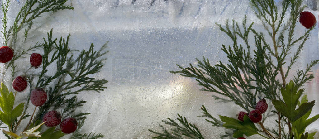 Background of red berry of hawthorn and twif of juniper frozen