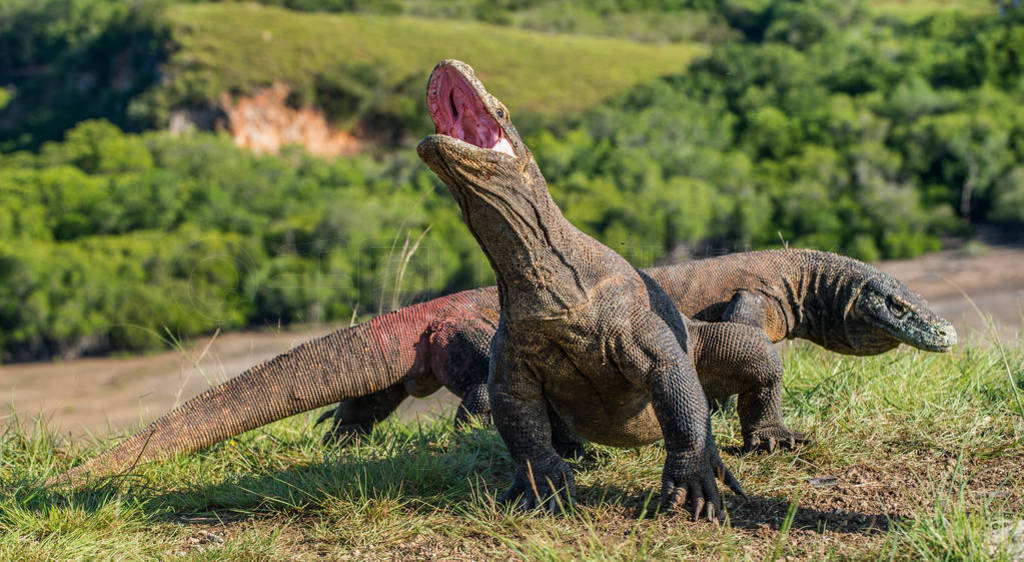 科莫多龙巨蜥 komodoensis 抬起头, 张开嘴巴