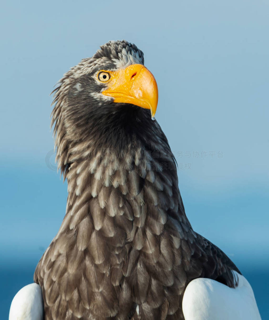 s sea eagle. Scientific name: Haliaeetus pelagicus.