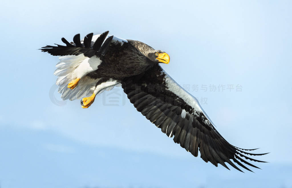 s sea eagle in flight. Scientific name: Haliaeetus pelagicus. Bl