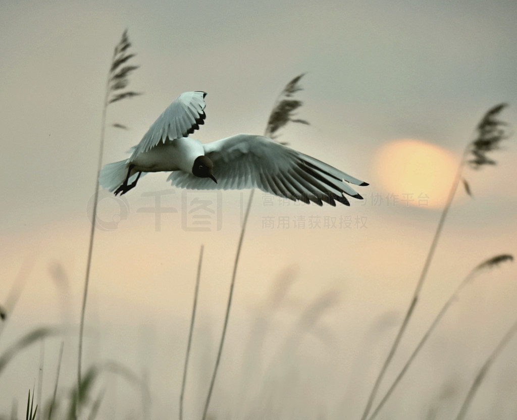 ͷŸ(Larus Ridibundus)