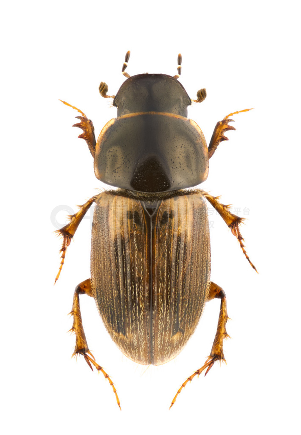 aphodius 