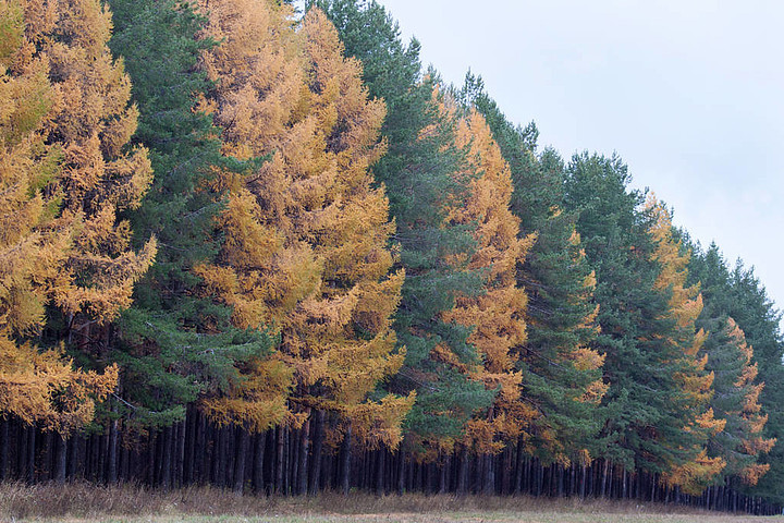 松树一年四季的图片图片