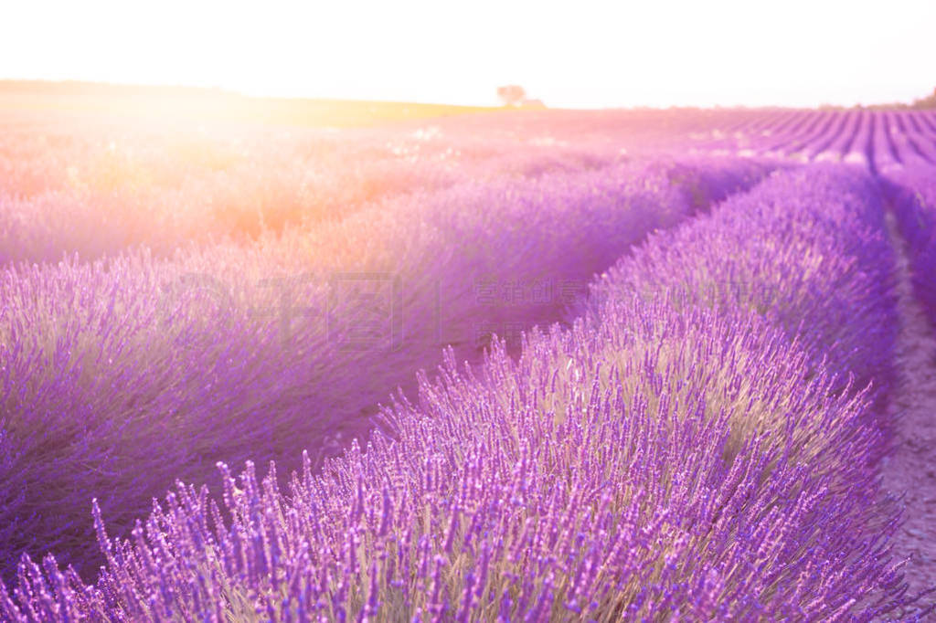 Lavender fields at sunset in Provence, France.