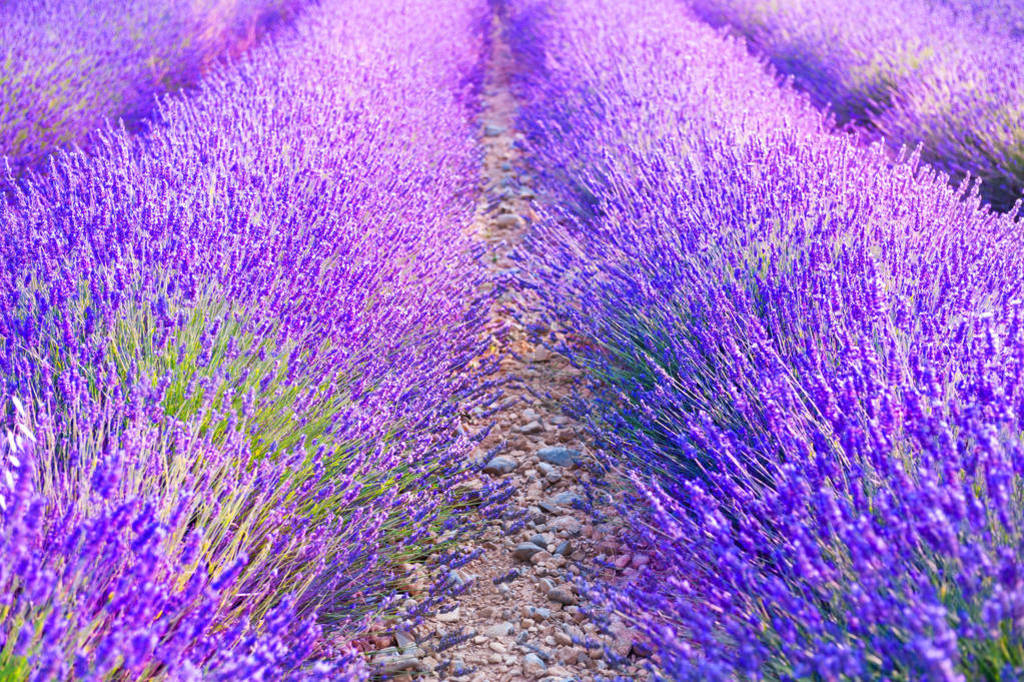 Blooming lavender fields at sunset in Provence, France.