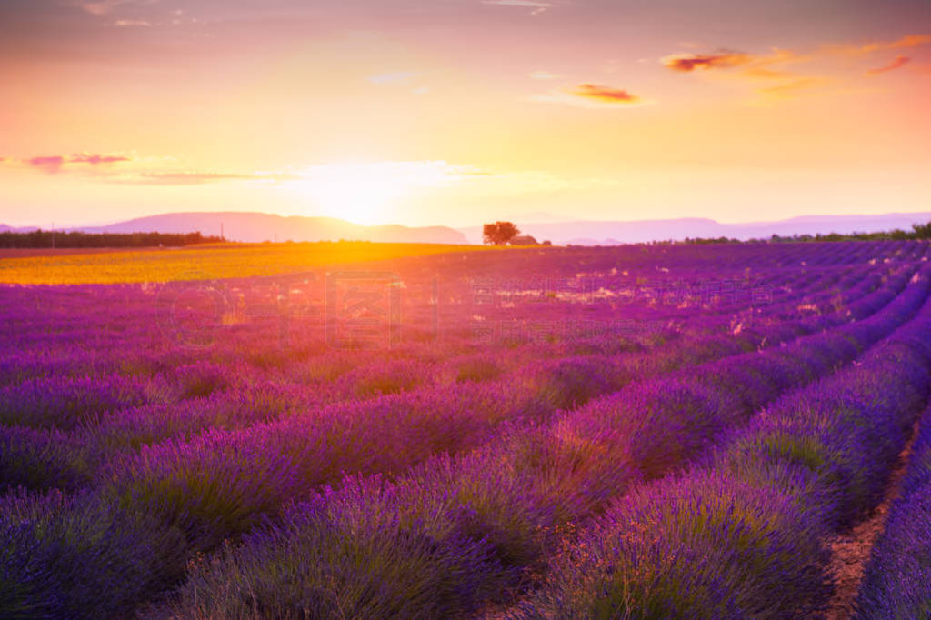 Lavender firlds at sunset in Provence, France.