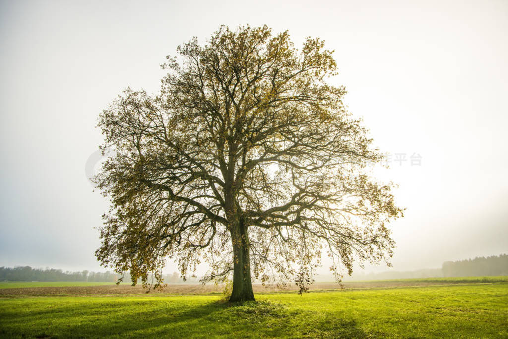 bald lime tree in fog in autumn