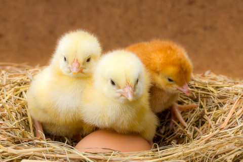 新生儿小鸡在窝里的蛋