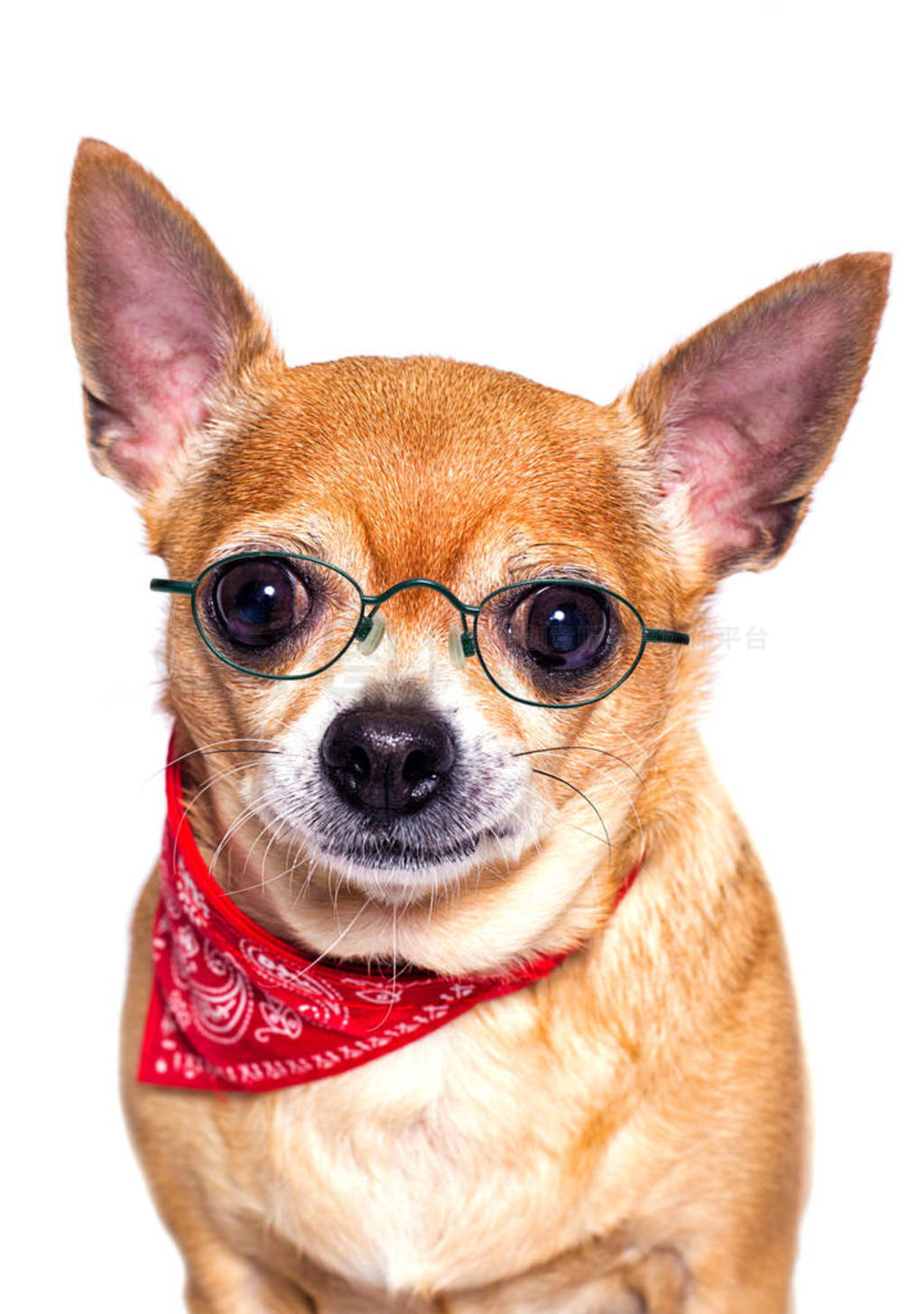 smart dog Chihuahua breed in glasses looks on an isolated white