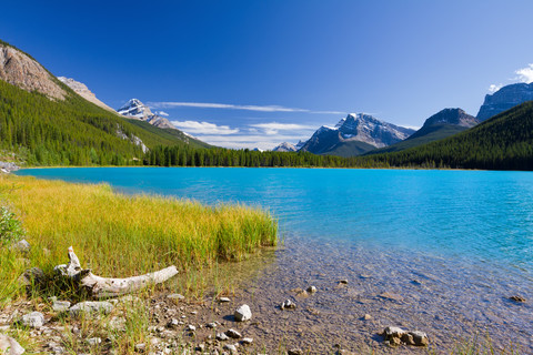 加拿大班芙国家公园、 湖水禽