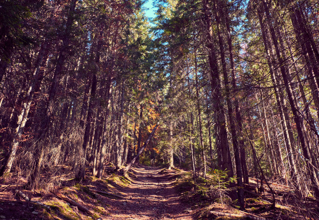 Dirt trail in the forest.