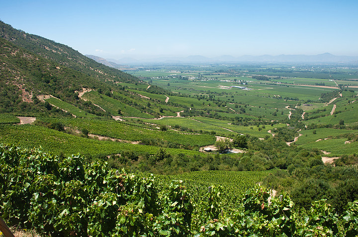 卡麥 i>妮 /i> wineyard 在阿帕爾塔谷-智利