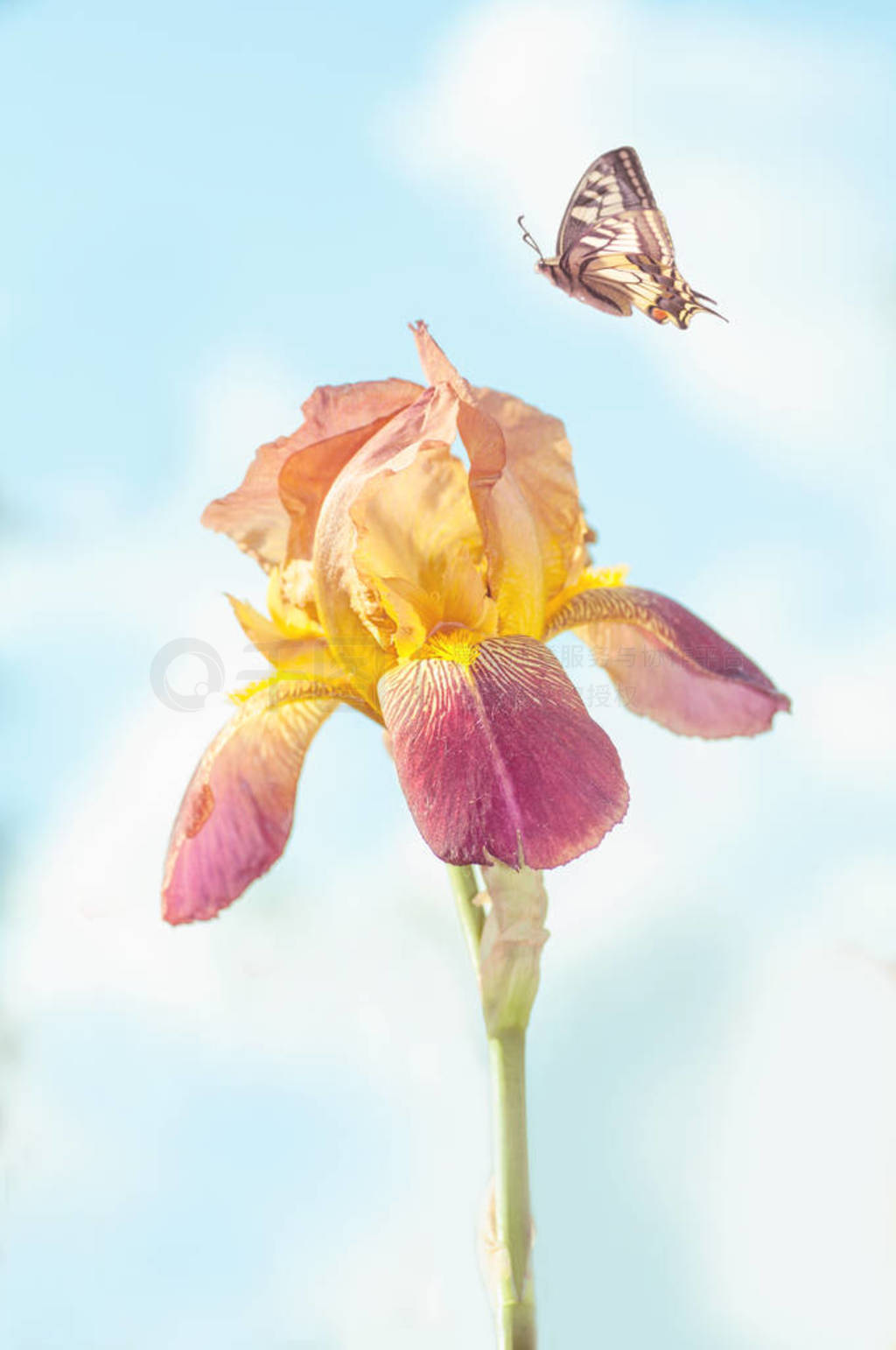 butterfly flies on an iris flower, close-up, a flower against a