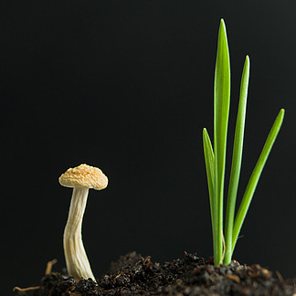 年轻人蘑菇和植物从土壤发芽