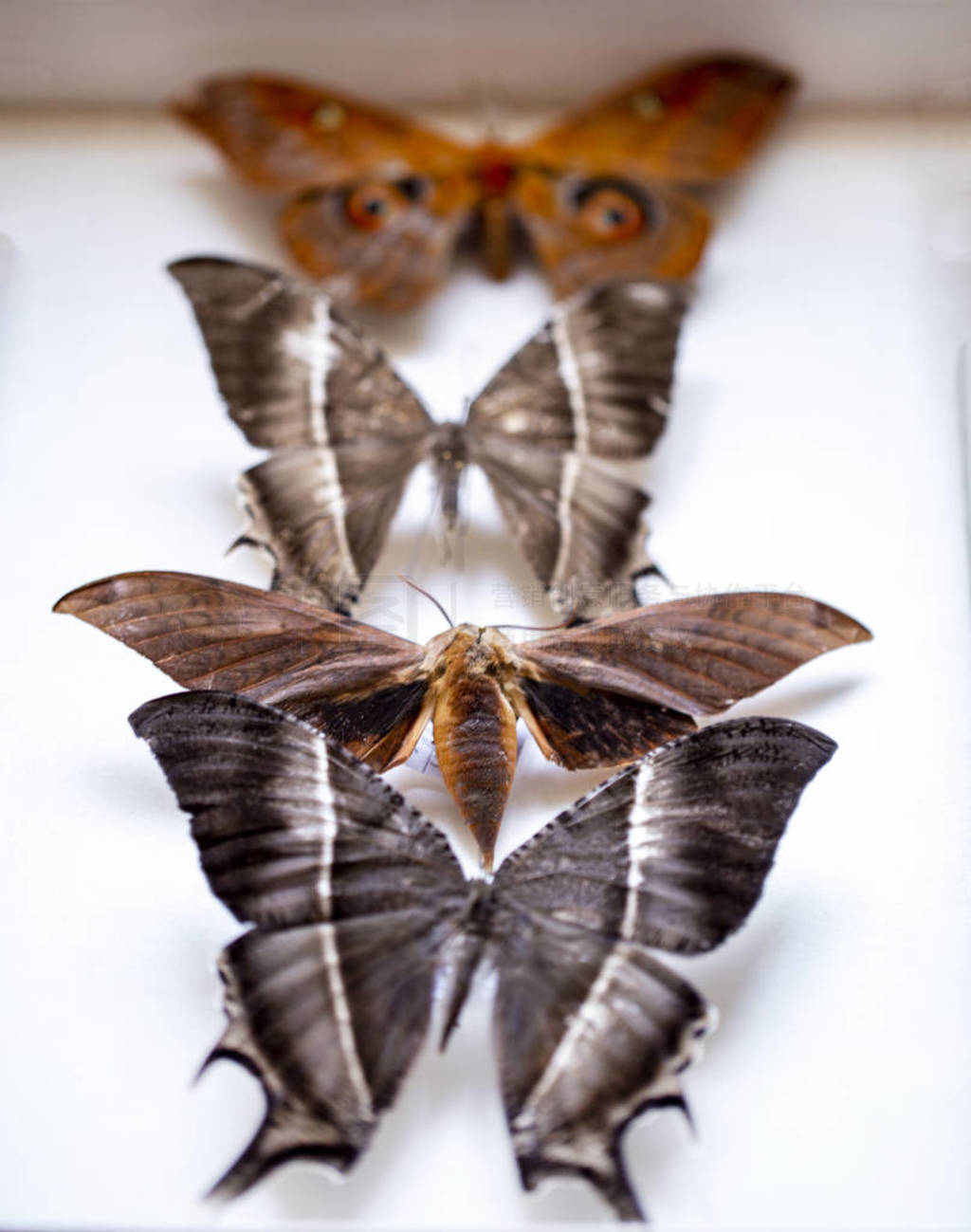 entomology. collection of tropical butterflies to study science