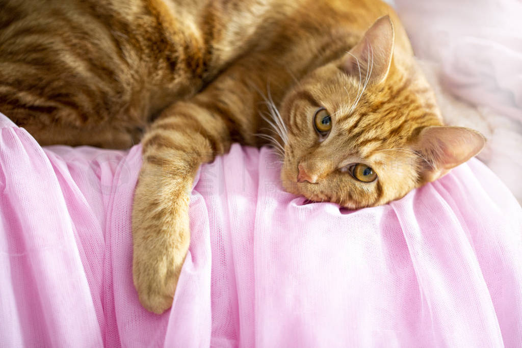 a red cat lies on a pink cloth on
