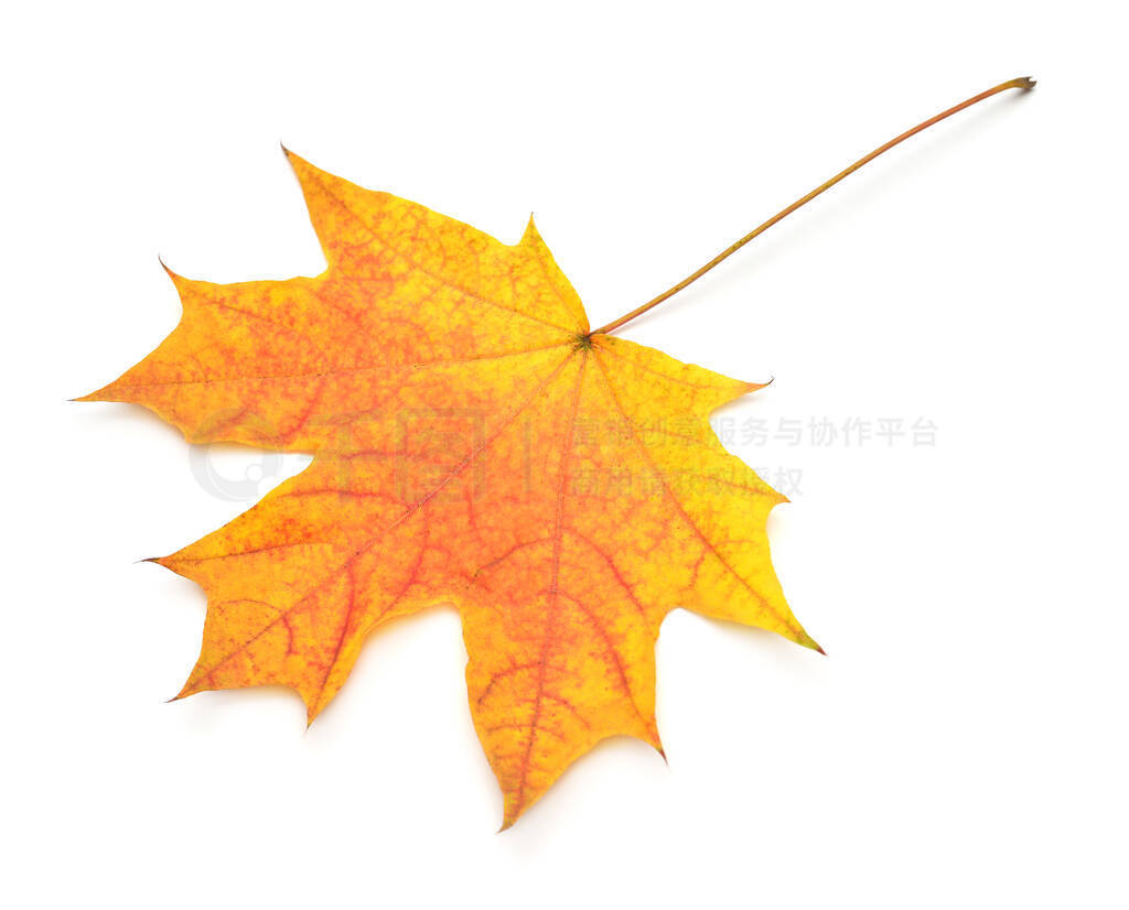 Orange maple leaf isolated on white background. Autumn, falling