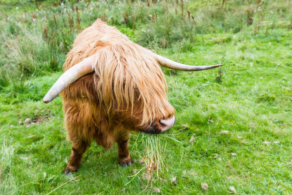 Highland Cattle in Scotland