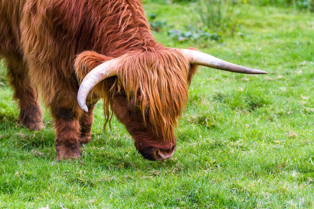 Highland bull in Scotland