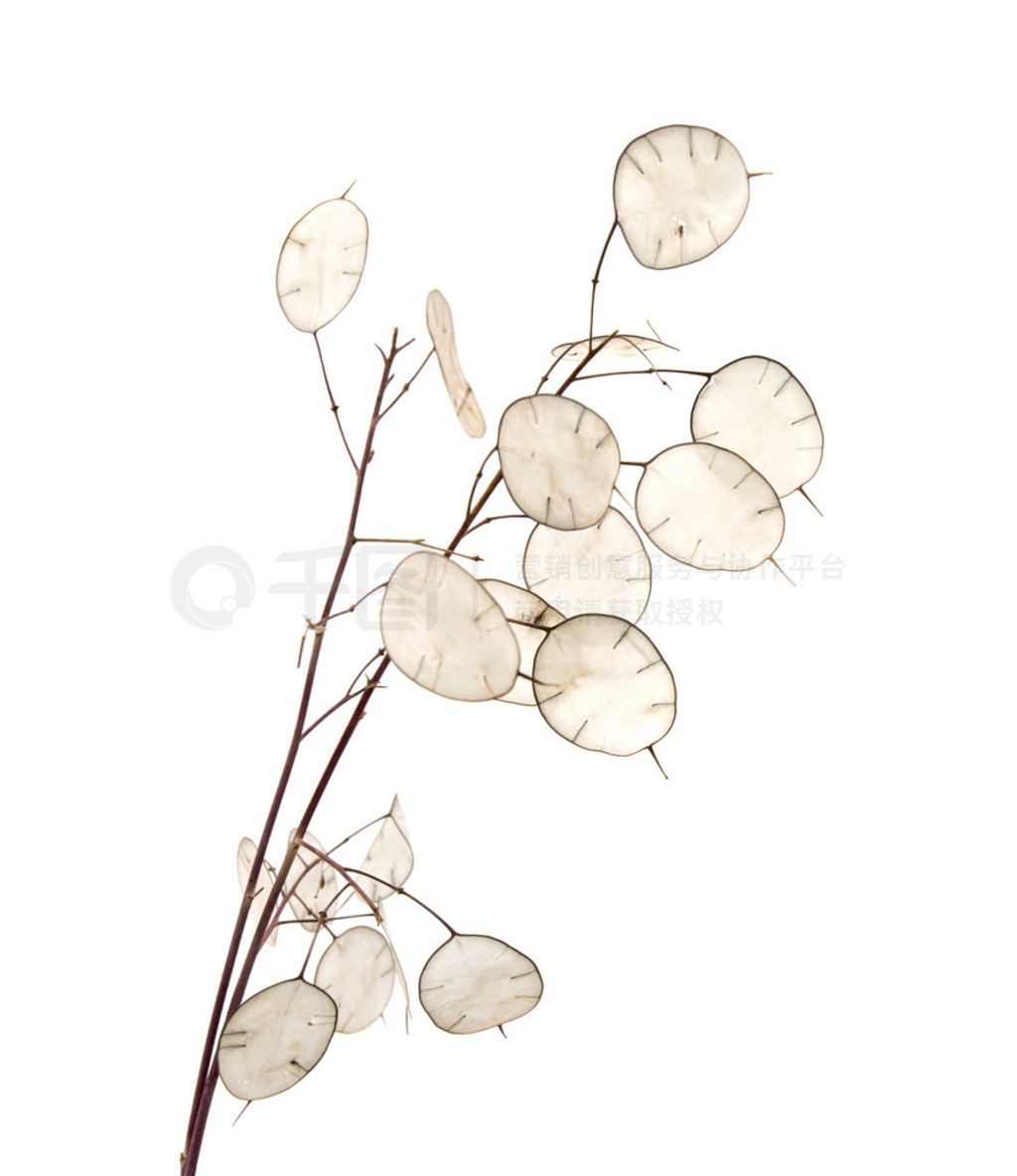 Lunaria Ԫֲ