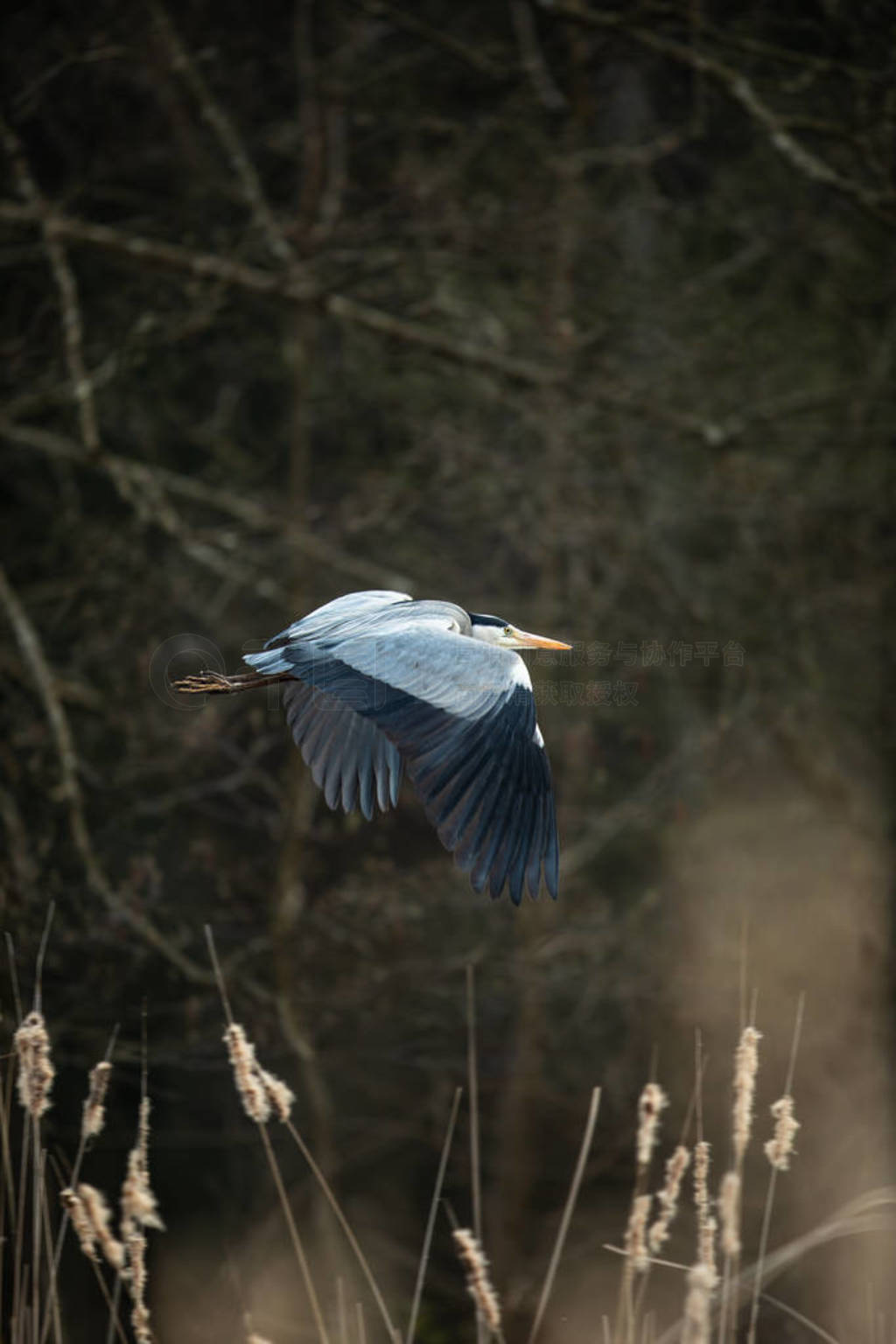 Grey Heron (Ardea cinerea) in flight in lovely evening light -