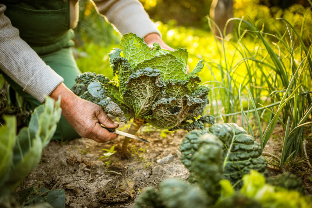 Senior gardener gardening in his permaculture garden