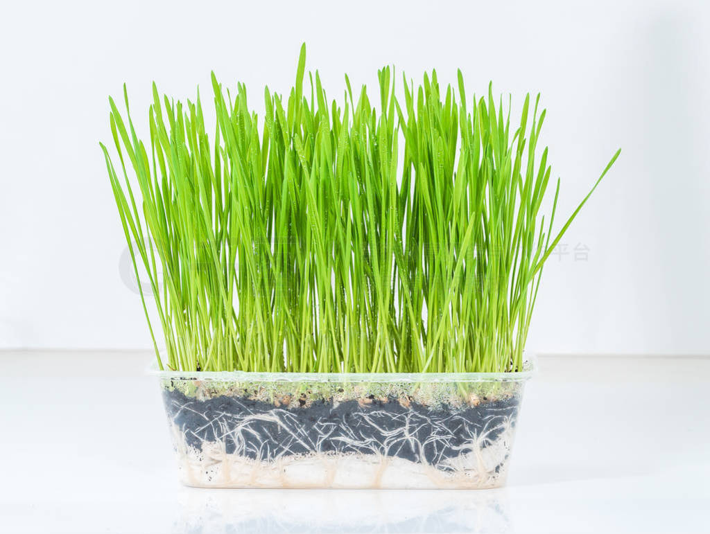 Close up wheat grass growing in plastic containers