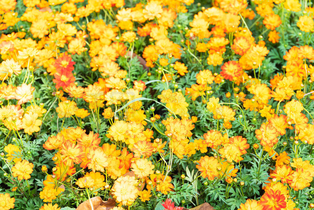 Cosmos flower or Mexican Aster flowers