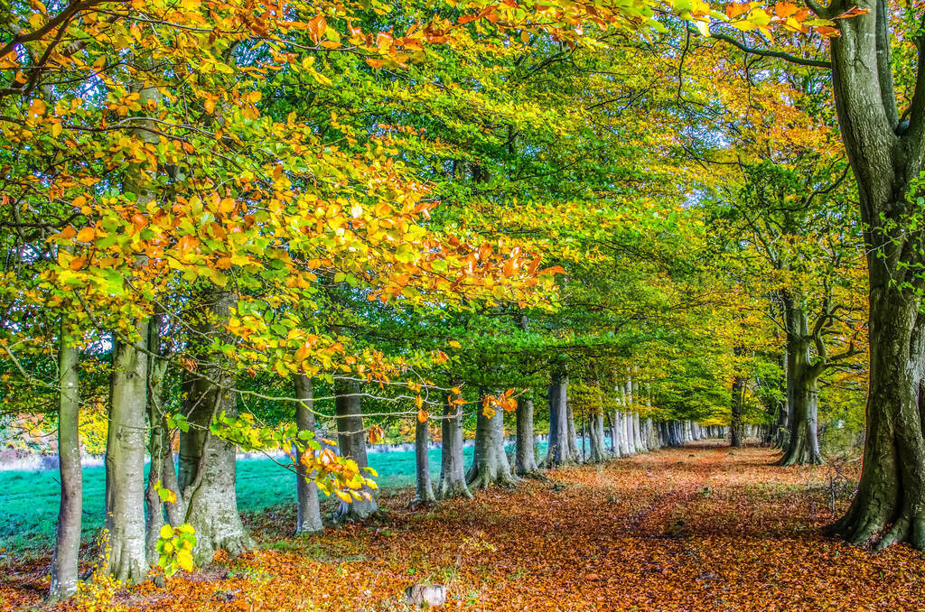 Row of English beech trees in autumn