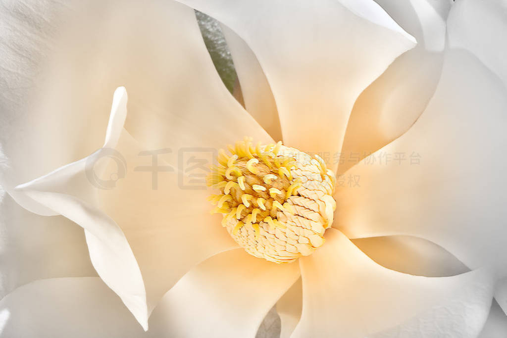 Magnolia flower stigma surrounded from creamy and white petals