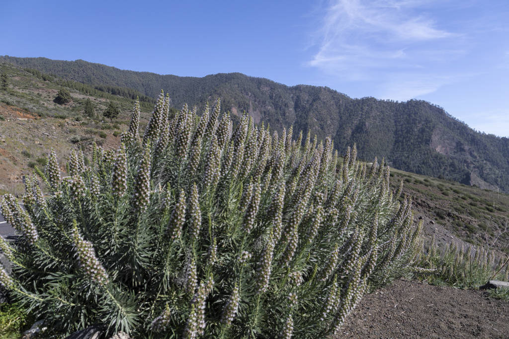 Lush vegetation of Tenerife