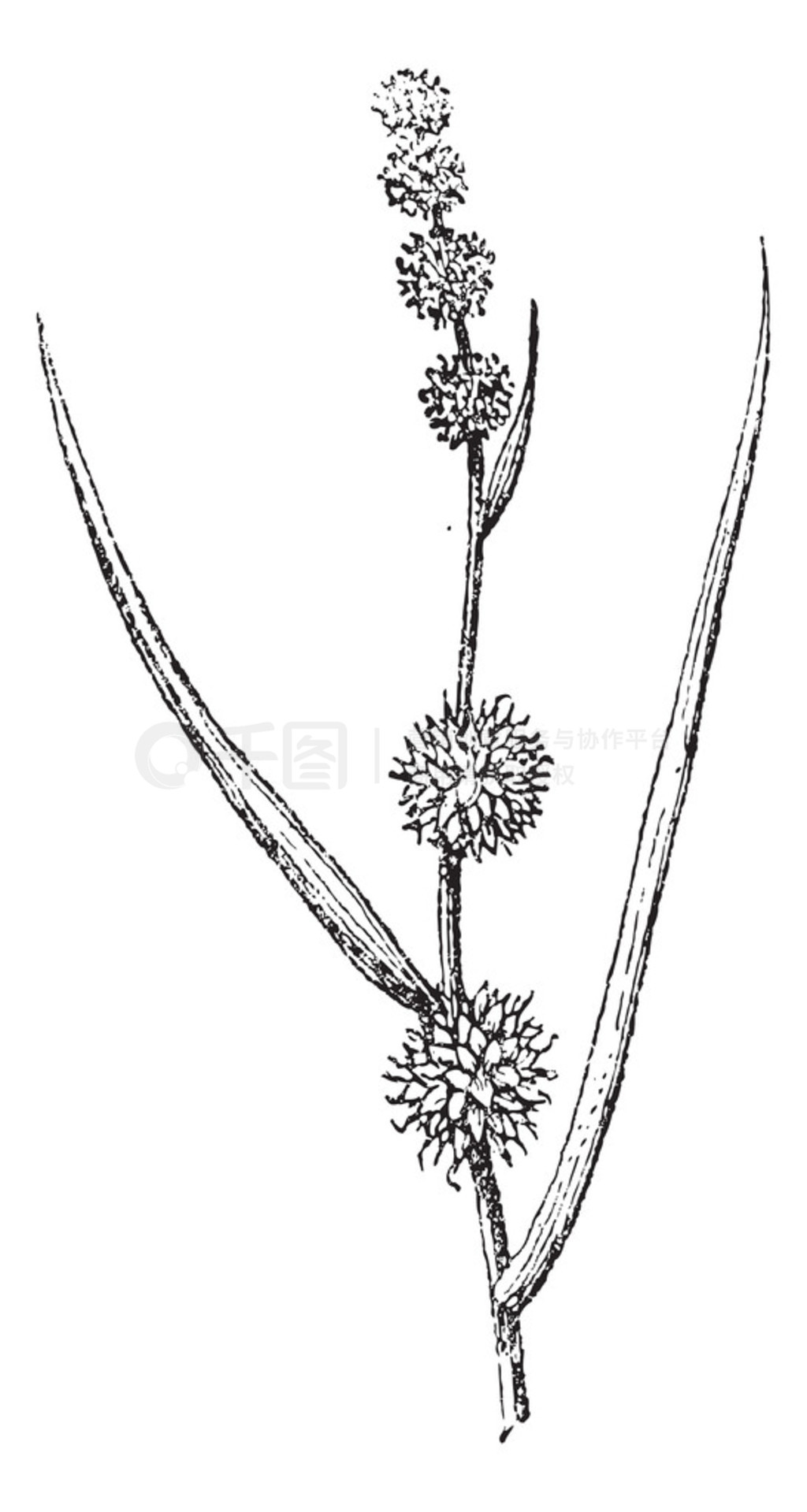  bur-reed ŵ