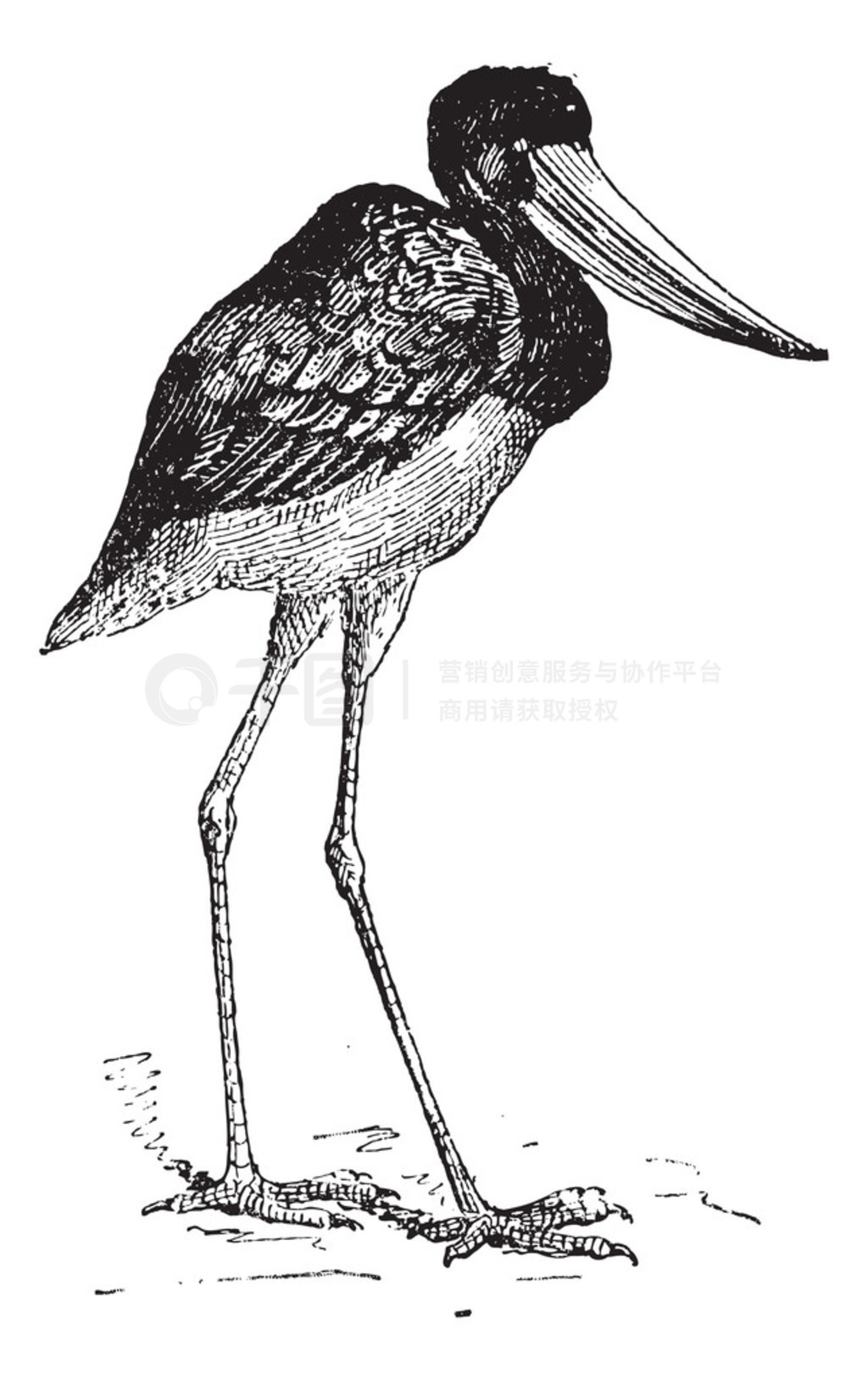 ڼӶ jabiru ŵ