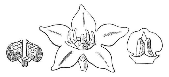 花包括五萼片和五浅裂花萼花有径向对称, 复古线画或雕刻插图
